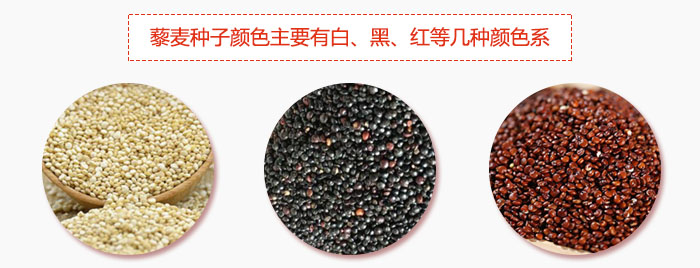 藜麥種子顏色主要有白、黑、紅等幾種顏色系，營養(yǎng)成分相差不大，其中白色口感好，黑、紅色口感相對差些，籽粒也較小。