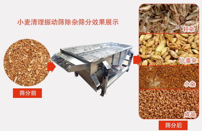 小麥清理振動(dòng)篩小麥篩分效果展示圖可同時(shí)篩分出輕雜，比重雜，小雜，成品等四個(gè)等級(jí)。